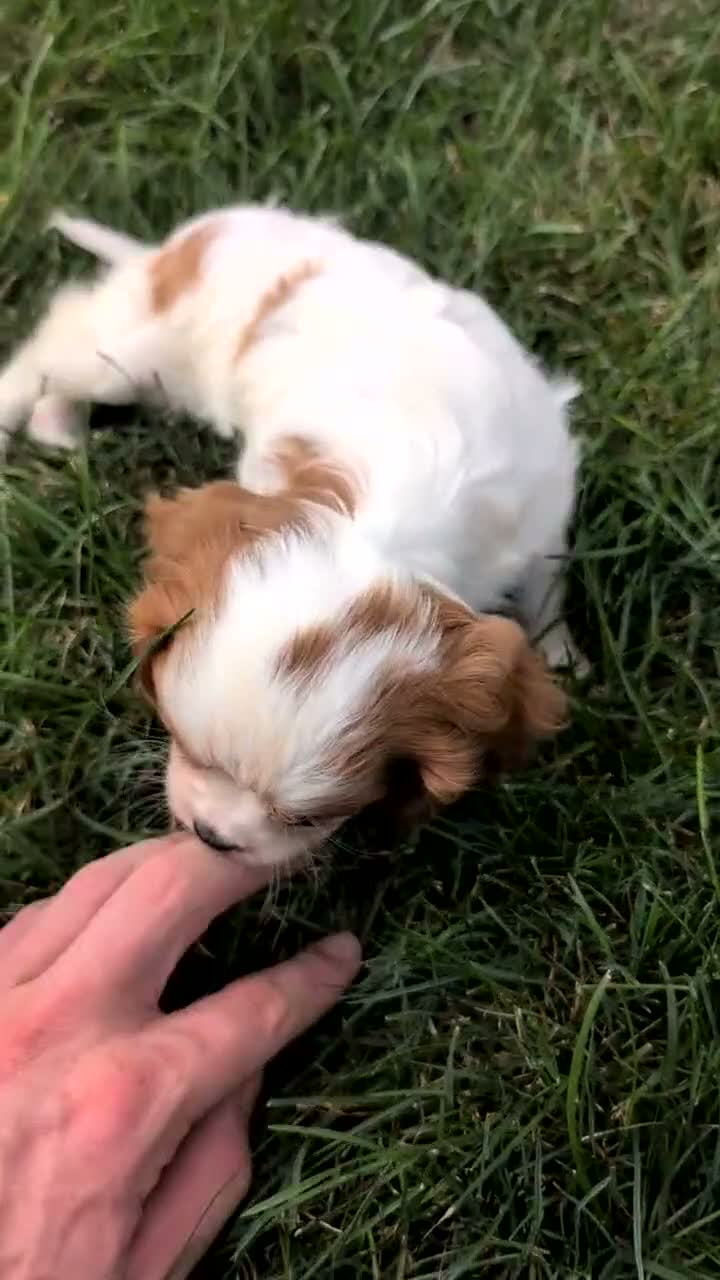 Cavalier King Charles Spaniel dogs for sale: Ruby - Video 1