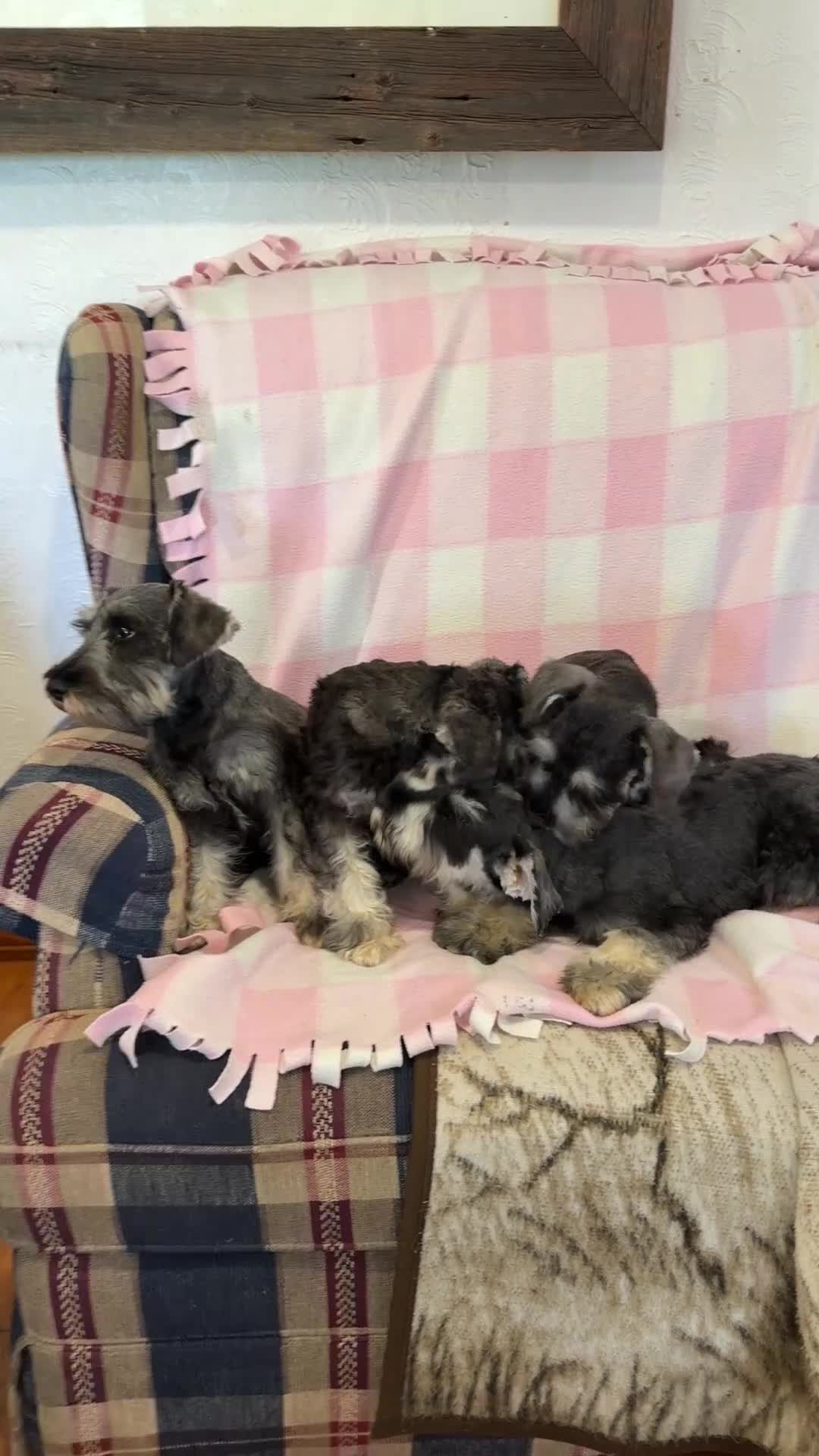 Miniature Schnauzer dogs for sale: Farris - Video 1