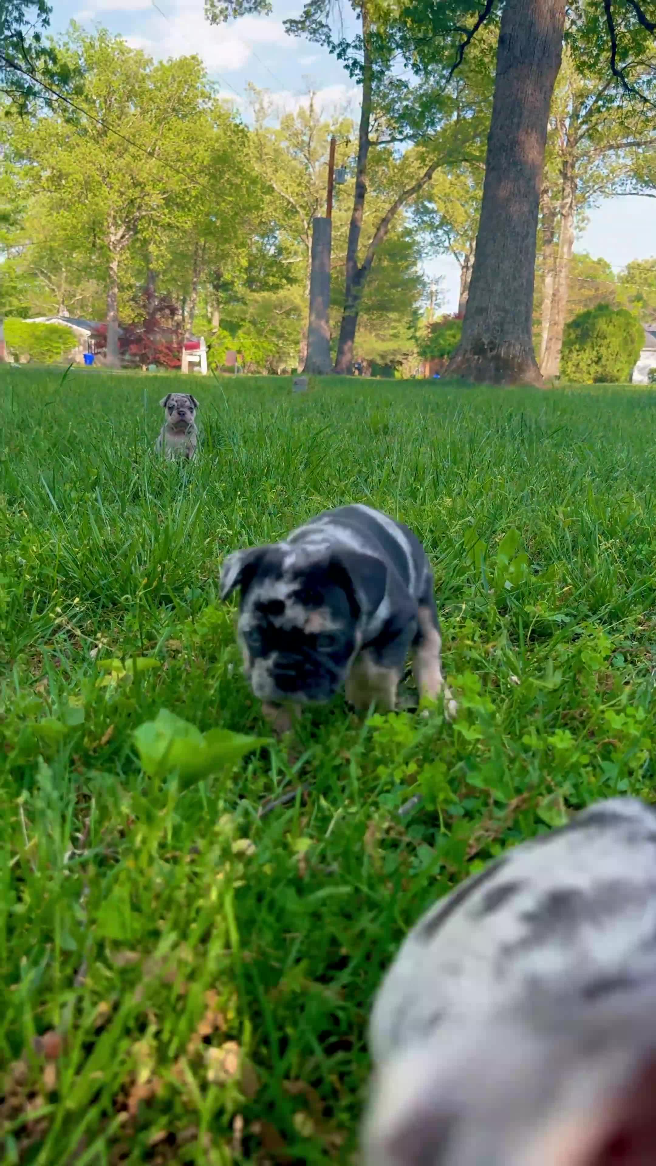 French Bulldog dogs for sale: Pixie - Video 1