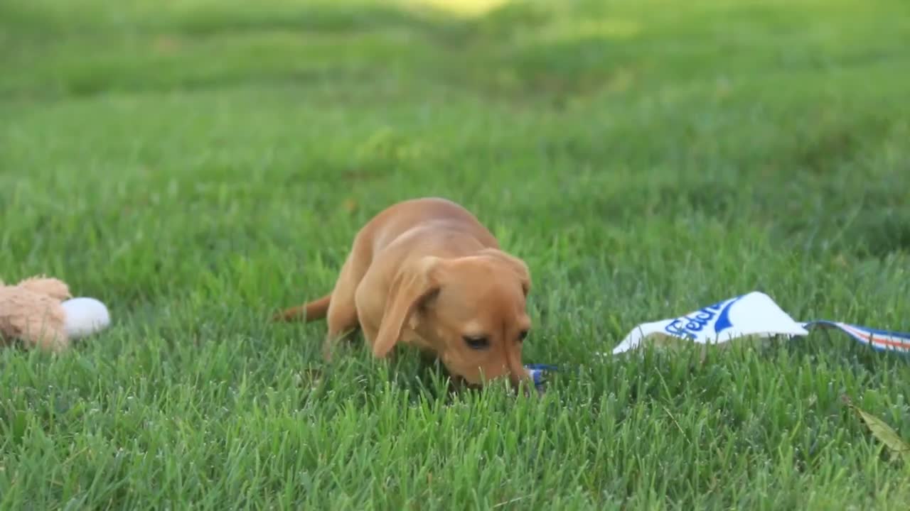 Miniature Dachshund dogs for sale: Clifford Miniature Dachshund  - Video 1