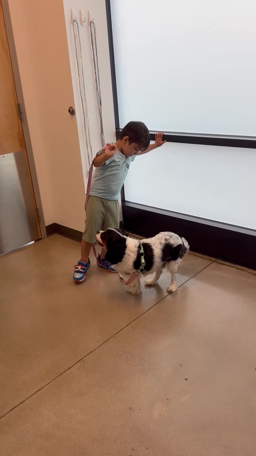Cavalier King Charles Spaniel dogs for sale: Cavalier King Charles Spaniel 1 - Video 1