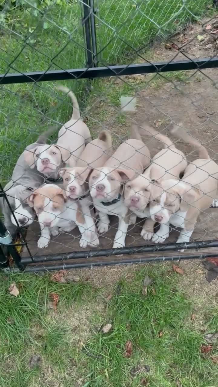 American Bully dogs for sale: Tank - Video 2