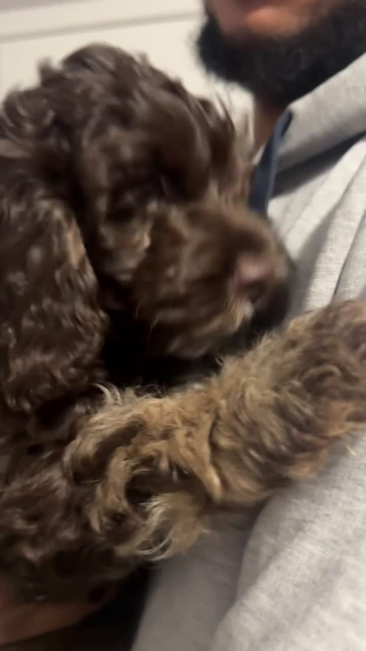 Cockapoo dogs for sale: Cockapoo Puppy 1 - Video 1