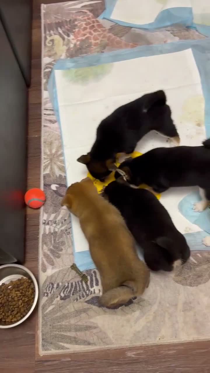 Shiba Inu dogs for sale: Shiba Inu 3 - Video 1