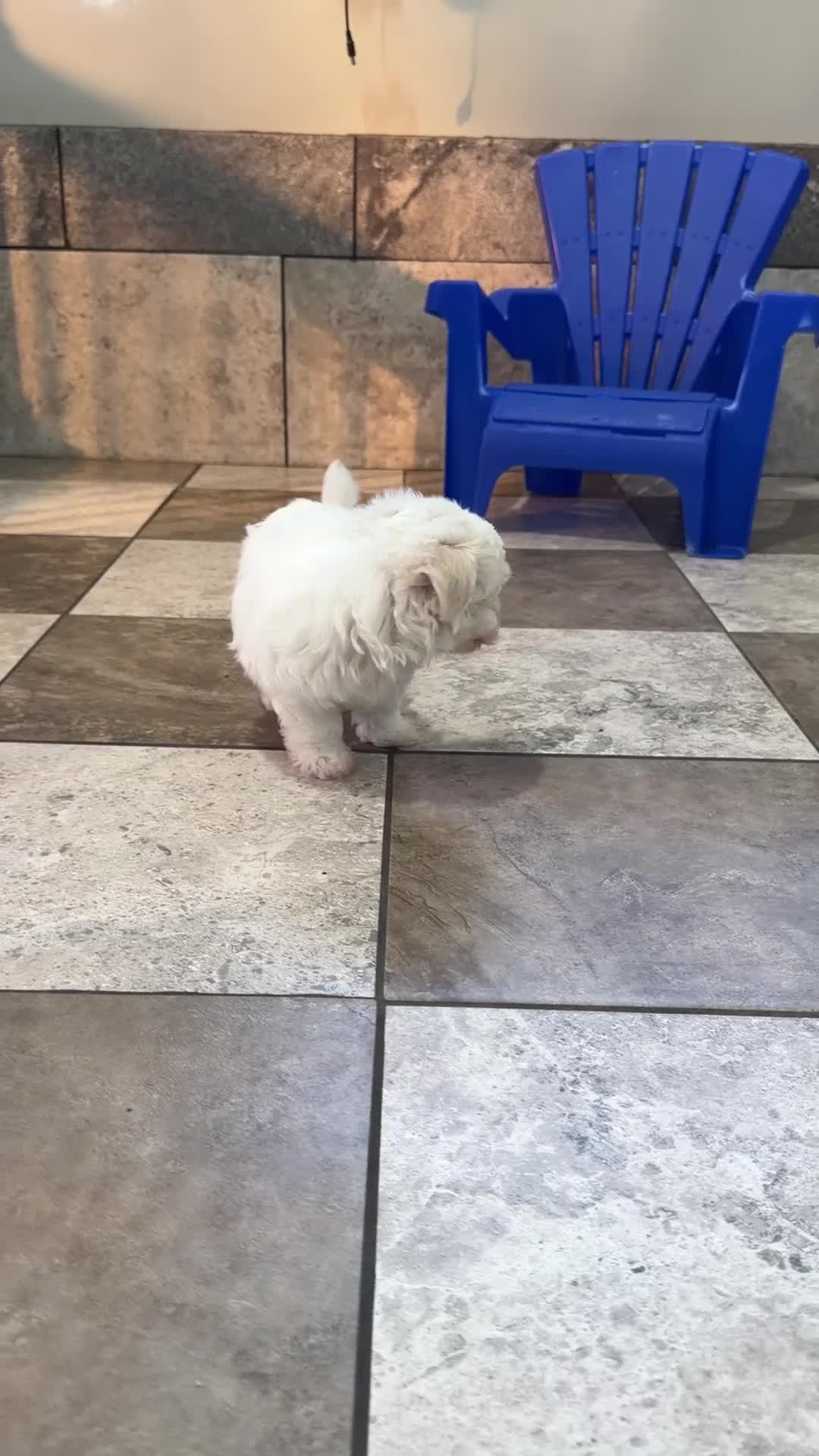 Maltese dogs for sale: Freddy  - Video 1