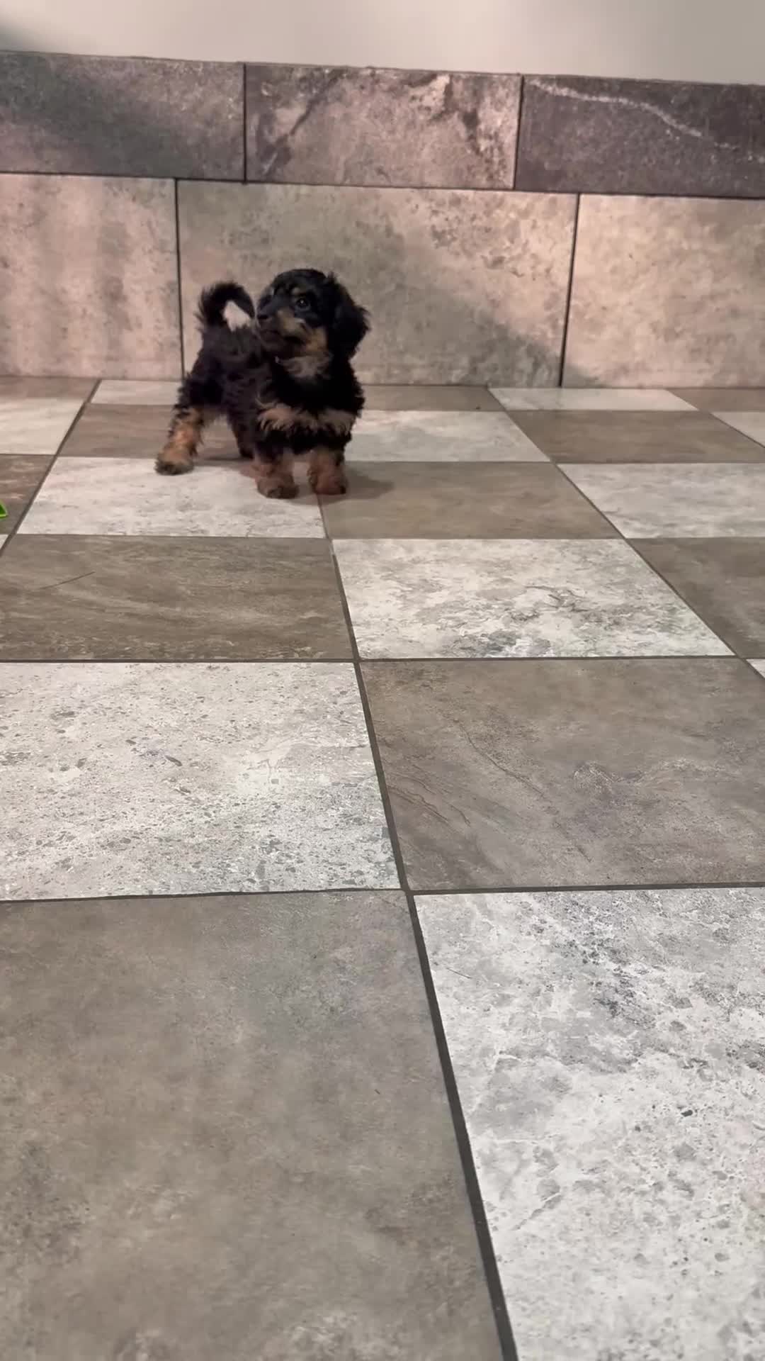 Mixed Breed dogs for sale: Callie - Video 1