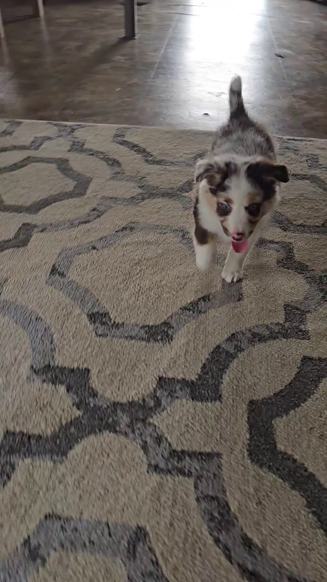 Australian Shepherd dogs for sale: Australian Shepherd Puppy 2 - Video 1