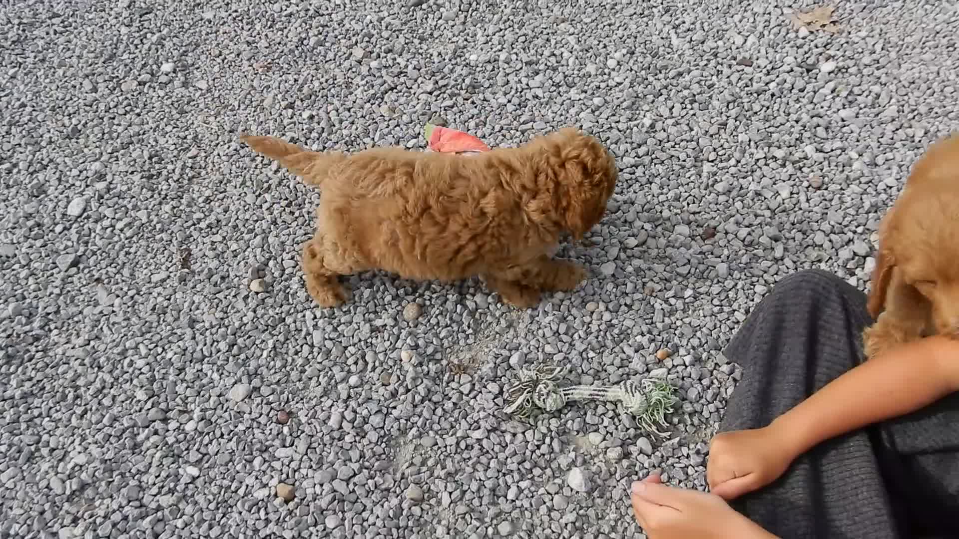 Mini Goldendoodle dogs for sale: Hazel - Video 1