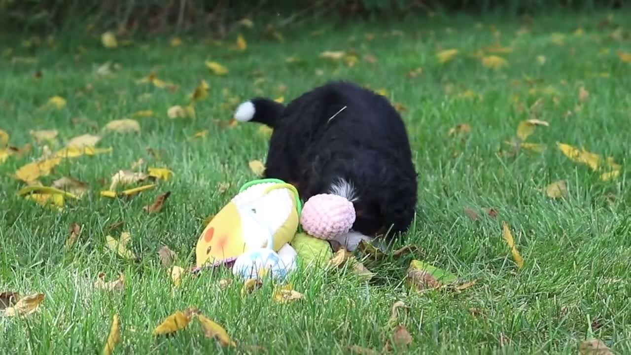 Mini Bernedoodle dogs for sale: Molly🎀 - Video 2