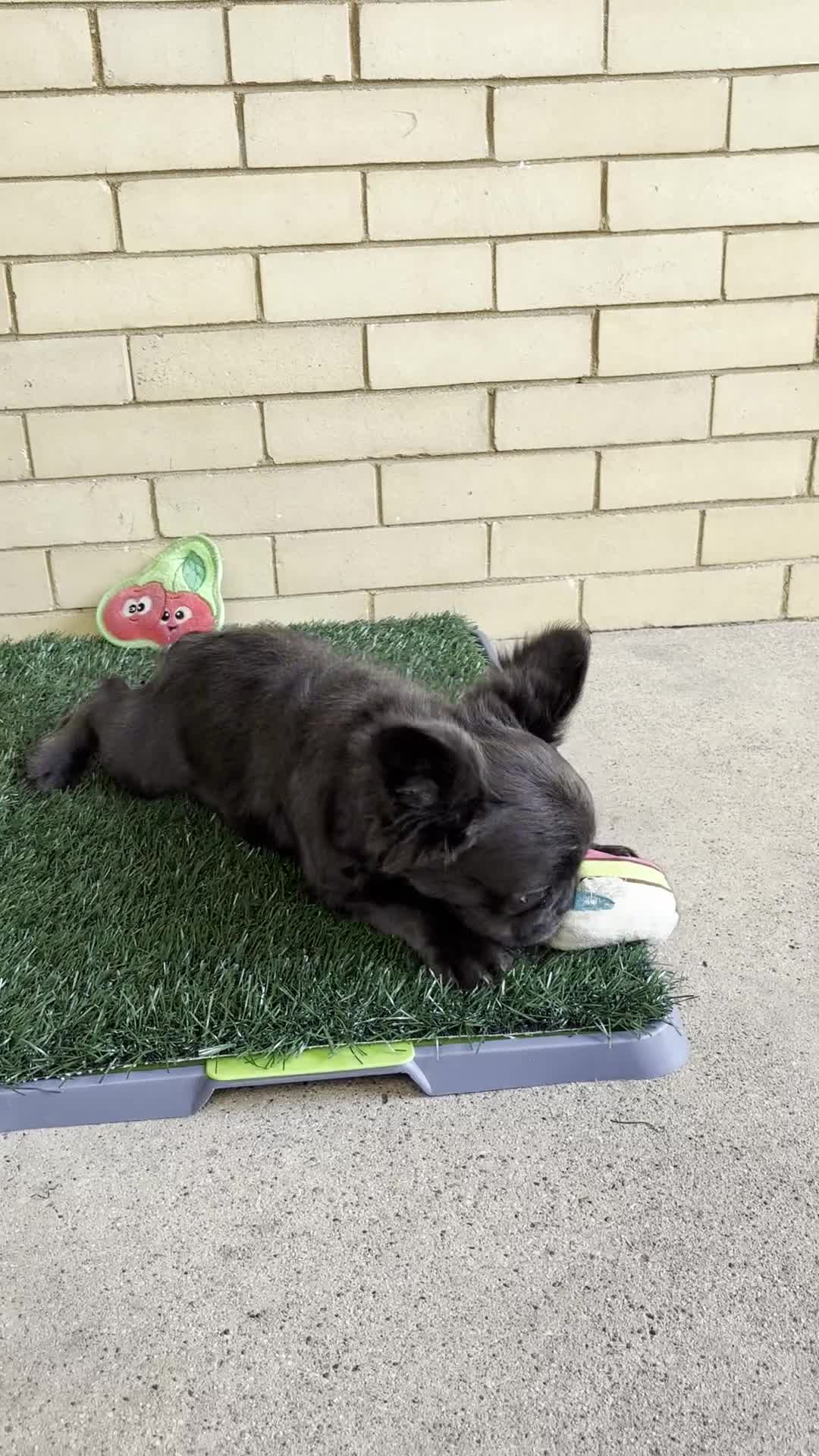 French Bulldog dogs for sale: Zoe - Video 1