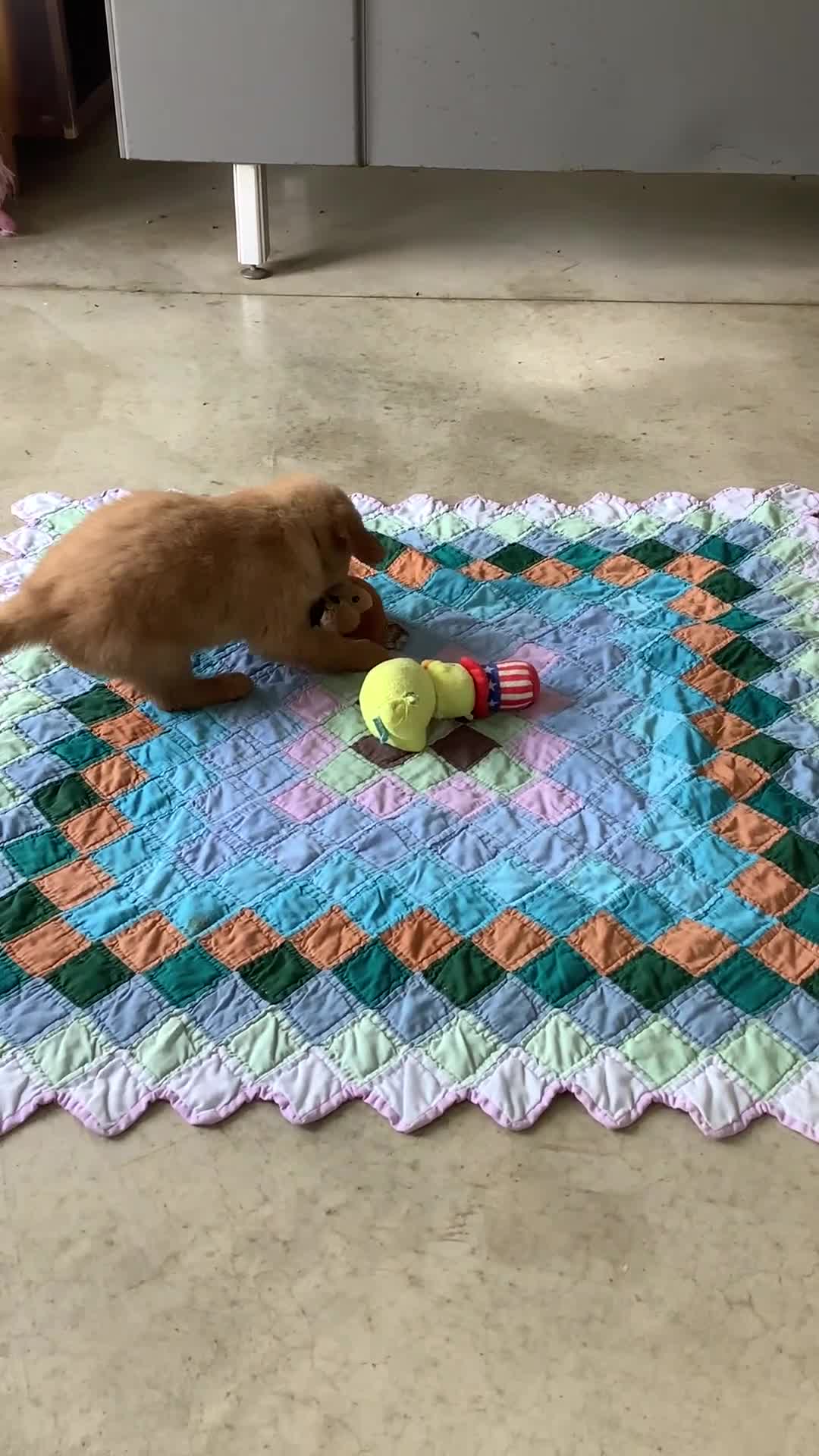 Golden Retriever dogs for sale: Golden Retriever 1 Frank  - Video 1