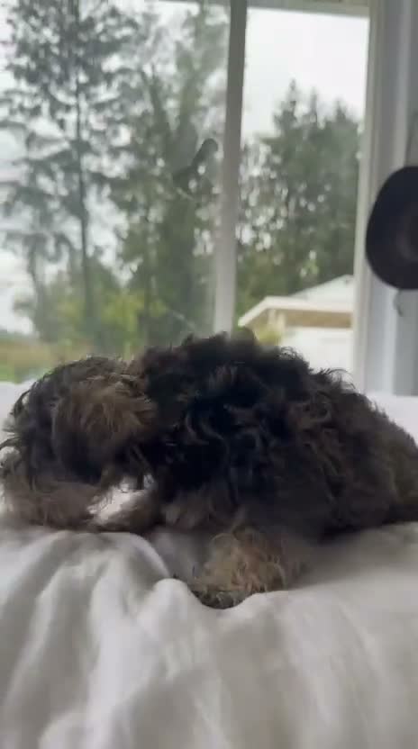 Miniature Schnauzer dogs for sale: Miniature Schnauzer 1 - Video 1