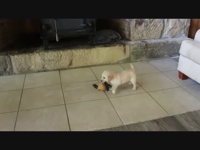Goldador dogs for sale: Sugar  - Video 1
