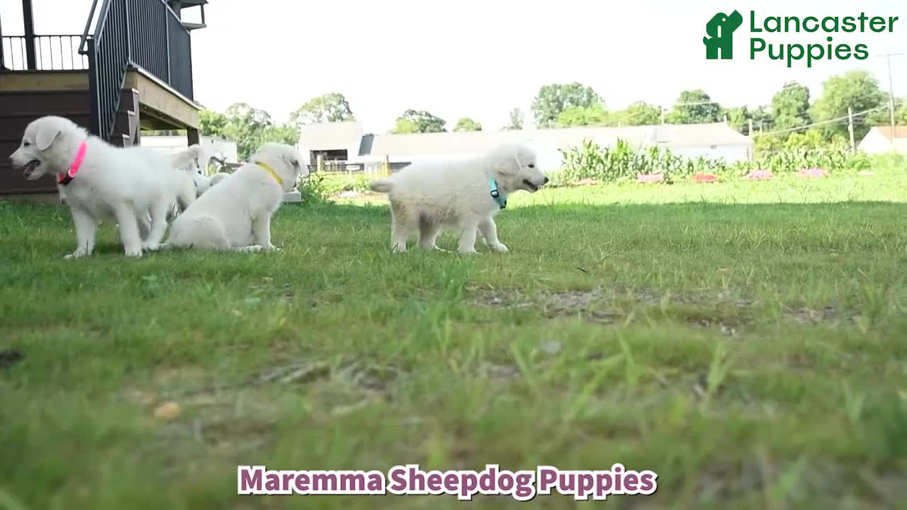 Maremma Sheepdog dogs for sale: Ernie - Video 1