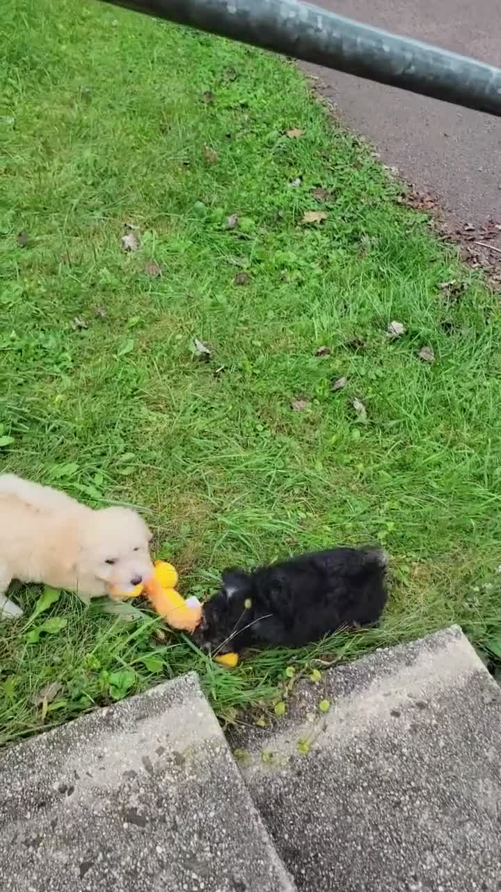 Bichpoo dogs for sale: Ember  - Video 1