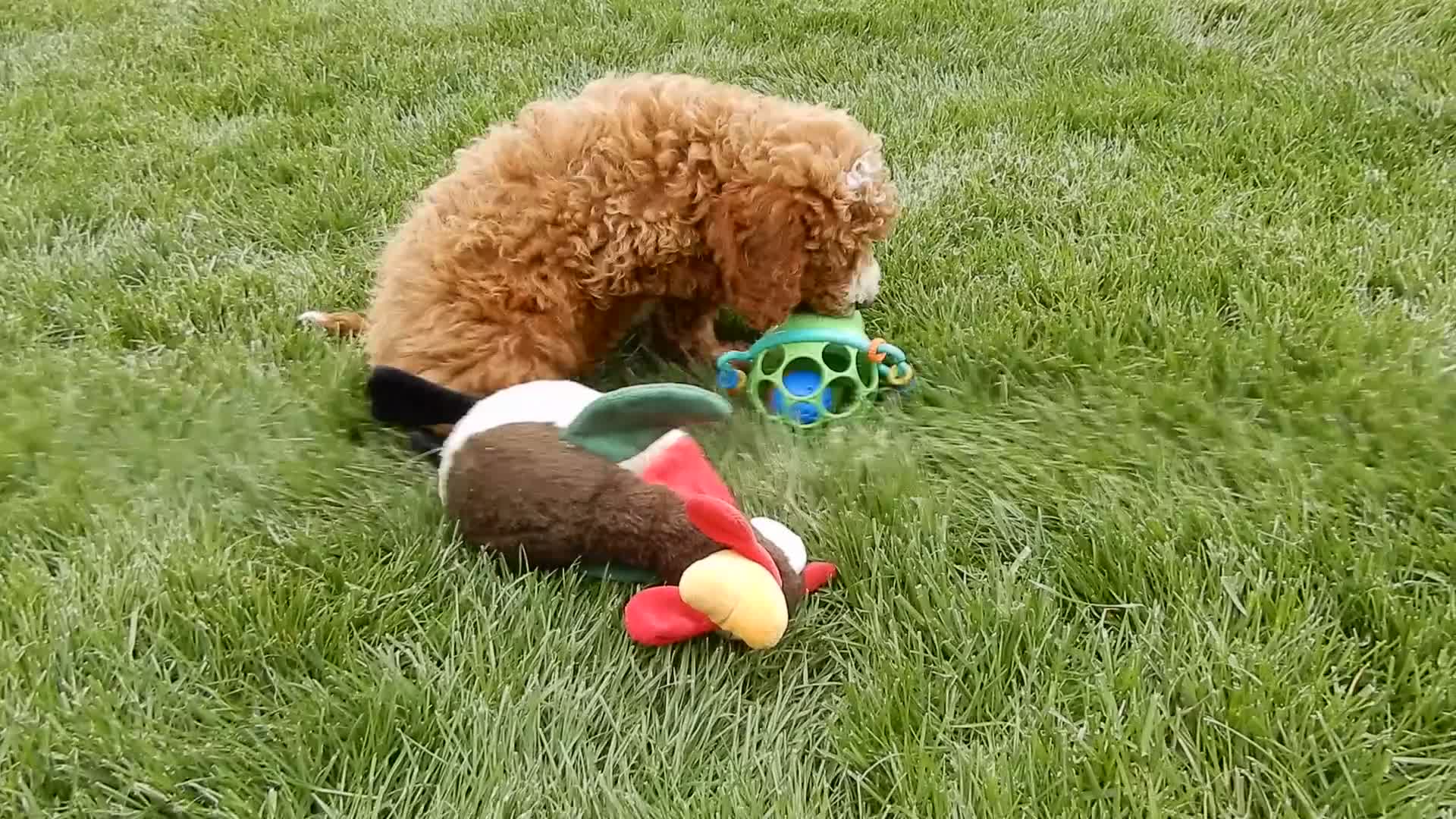 Cavapoo dogs for sale: Lulu - Video 1