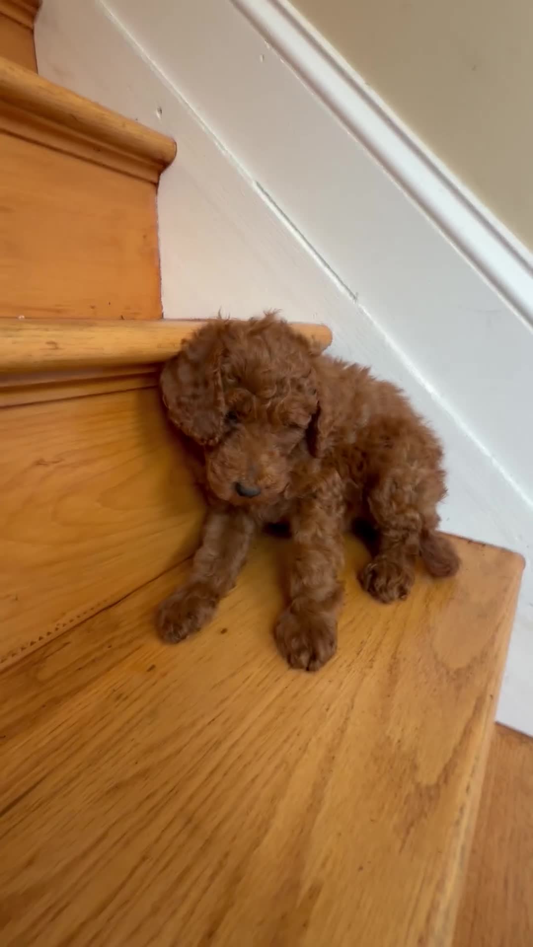 Miniature Poodle dogs for sale: Miniature Poodle 1 - Video 1
