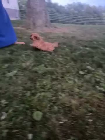Cavapoo dogs for sale: Maggie - Video 1