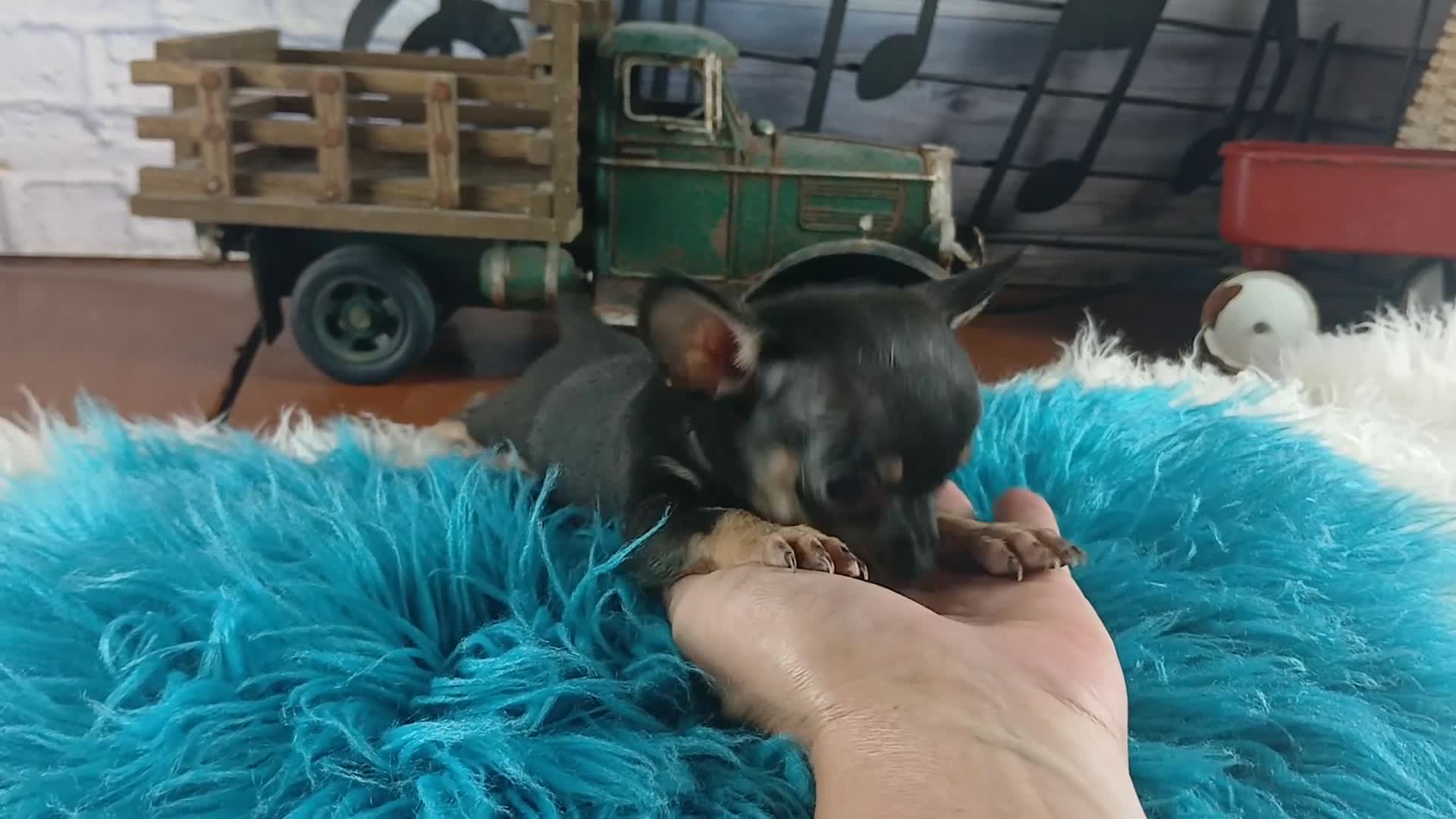 Chihuahua dogs for sale: Debras blk tan boy. Hand Delivery  - Video 1