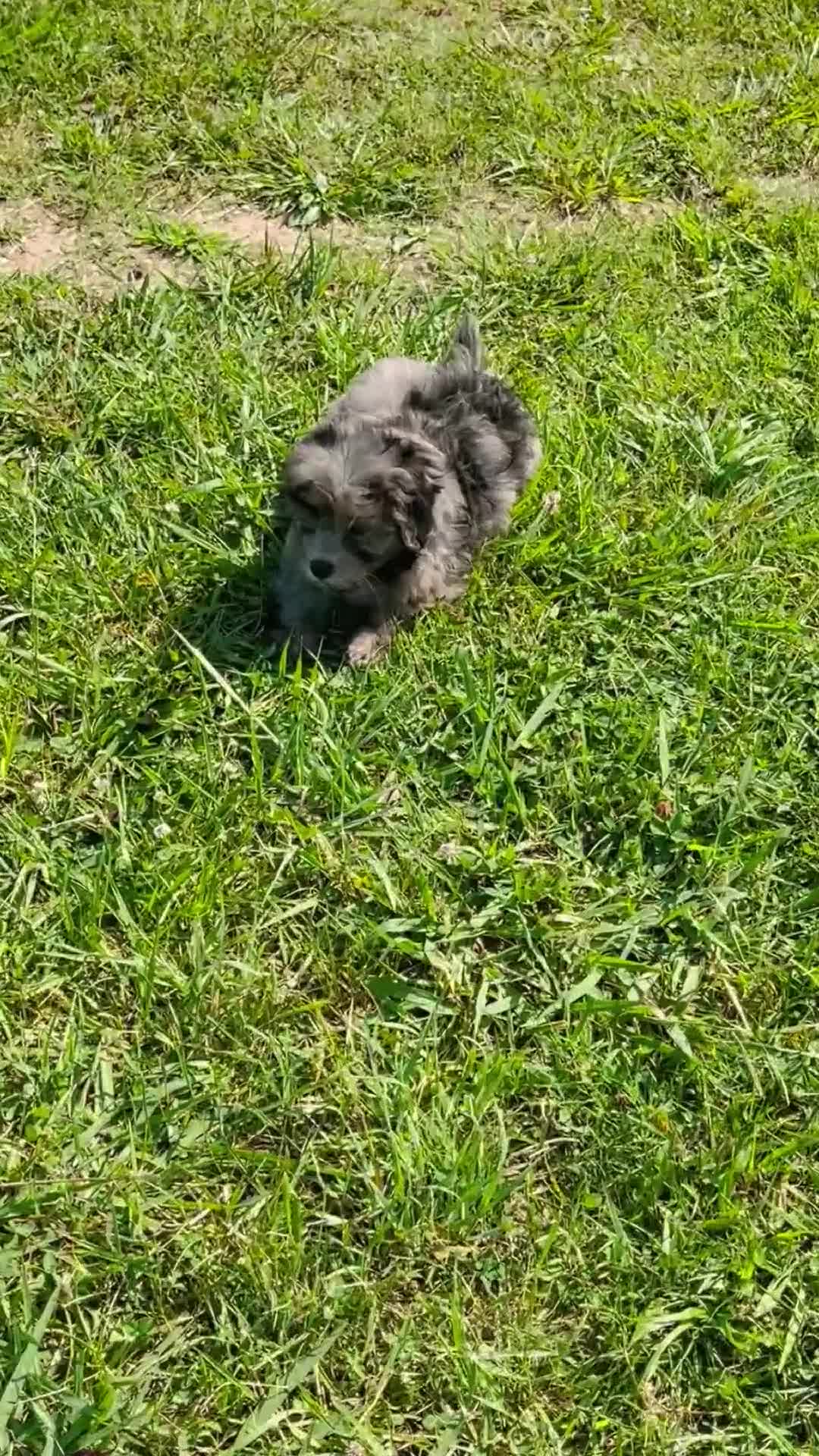 Mini Bernedoodle dogs for sale: Zeus-Mini Bernedoodle 2 - Video 1