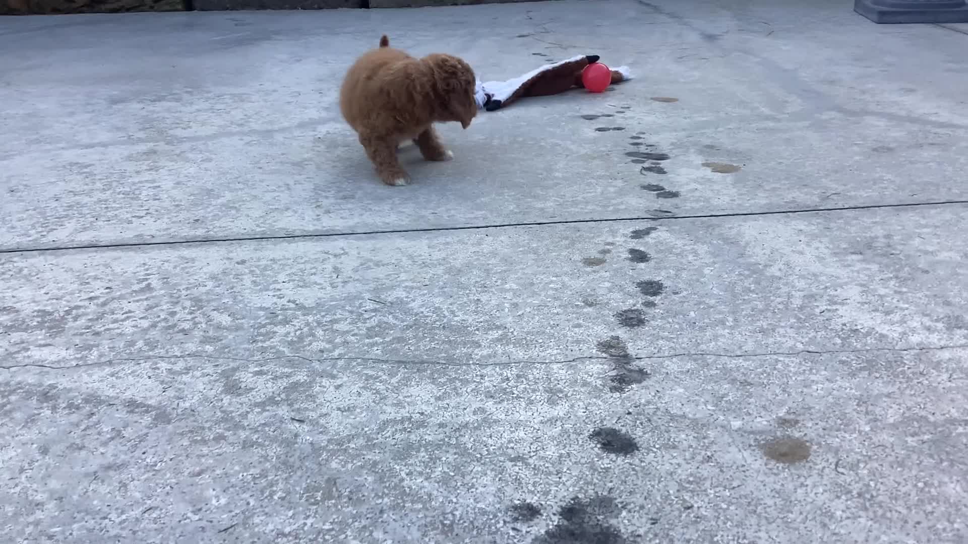 Cavapoo dogs for sale: Wendy - Video 1
