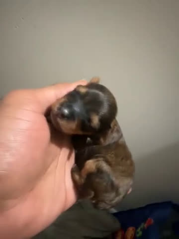 Yorkiepoo dogs for sale: Yorkiepoo Puppy 2 - Video 1