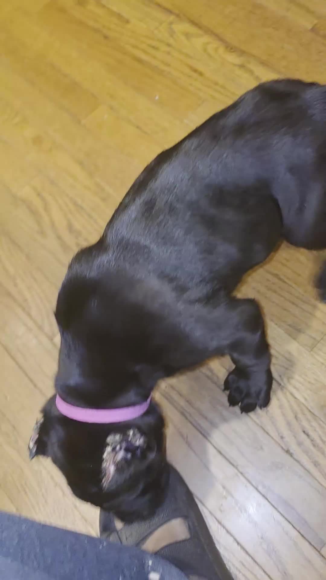 Cane Corso dogs for sale: James (purple collar) - Video 1