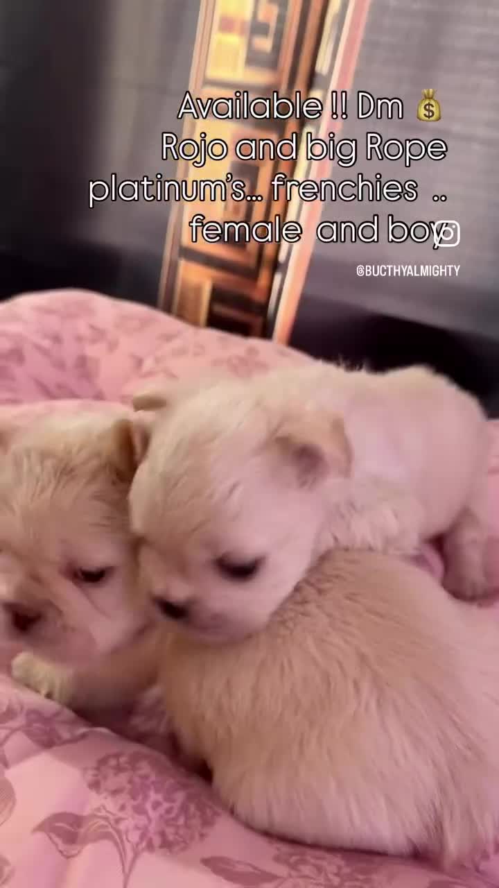 French Bulldog dogs for sale: French Bulldog Puppy 2 - Video 4