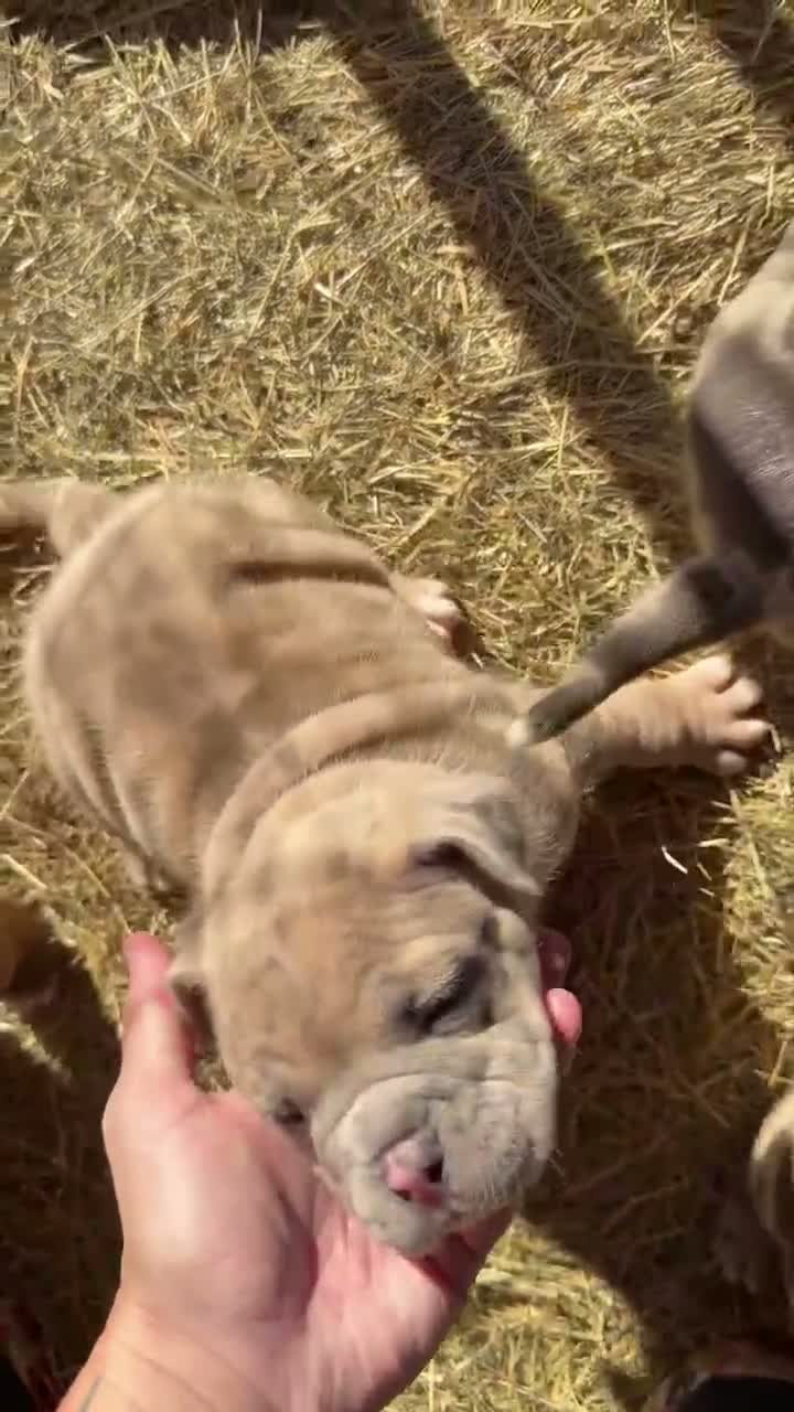 American Bully dogs for sale: American Bully 4 - Video 1