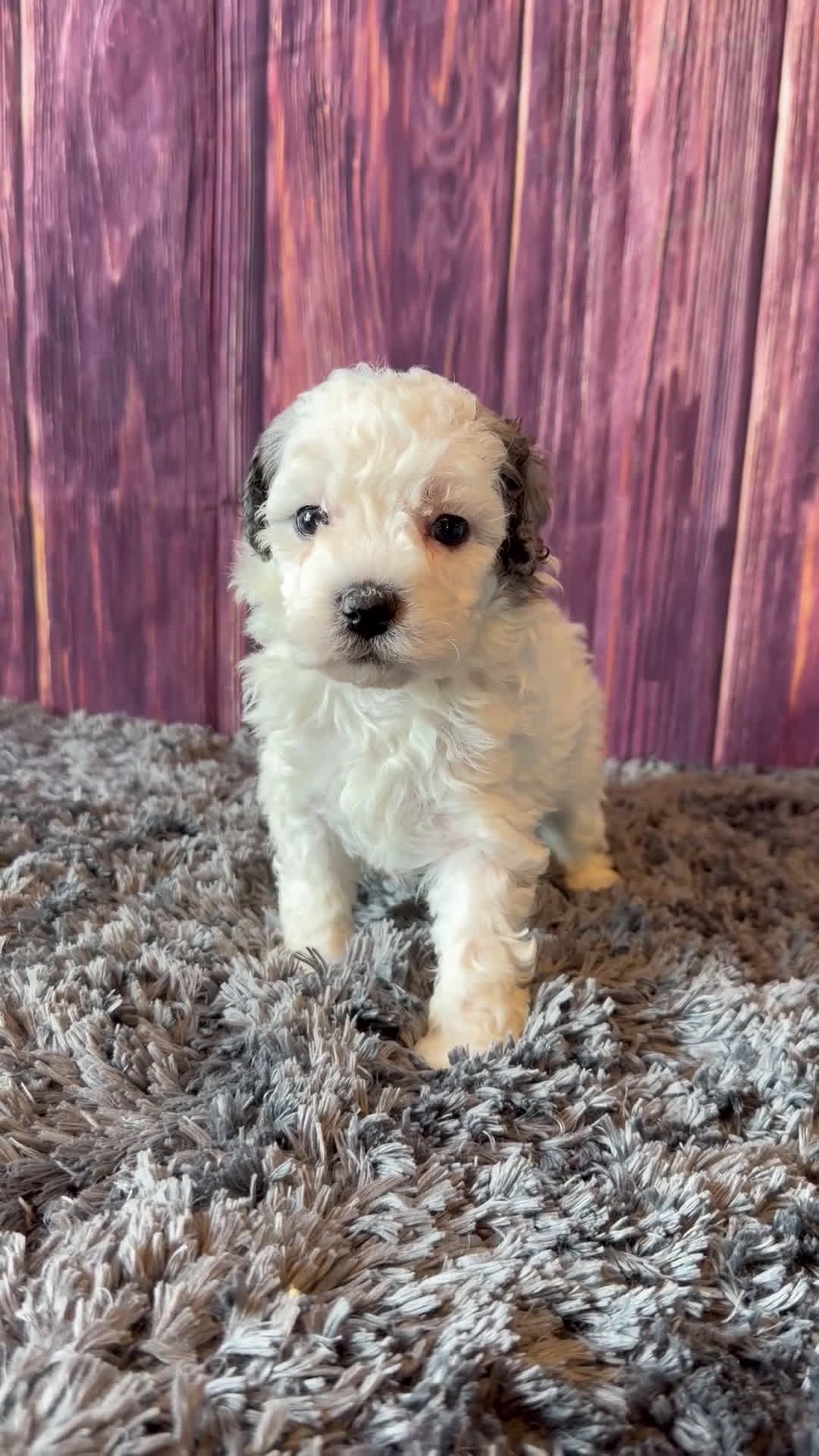 Maltipoo dogs for sale: Sawyer - Video 1