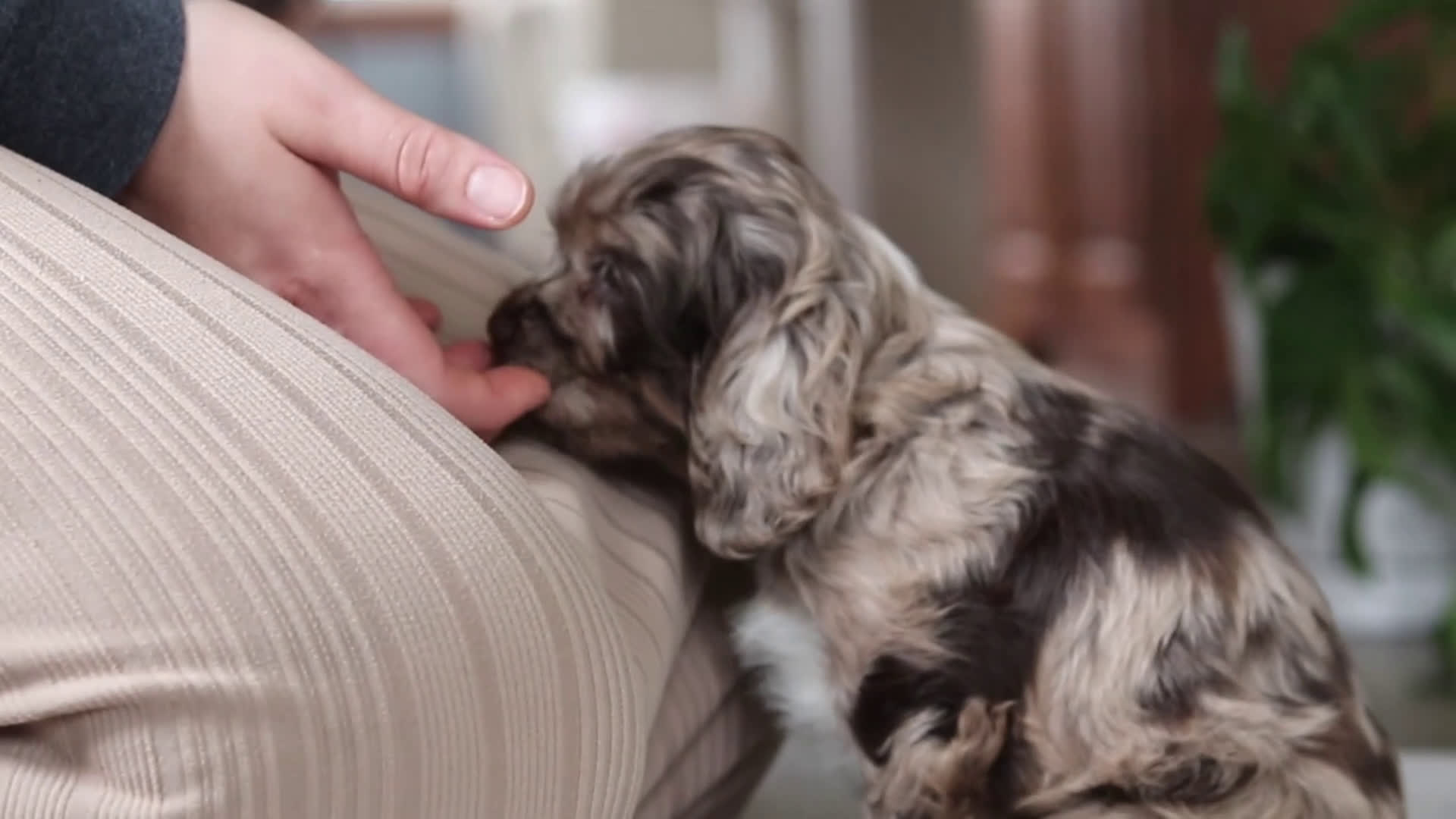 Cocker Spaniel dogs for sale: Willow - Video 1