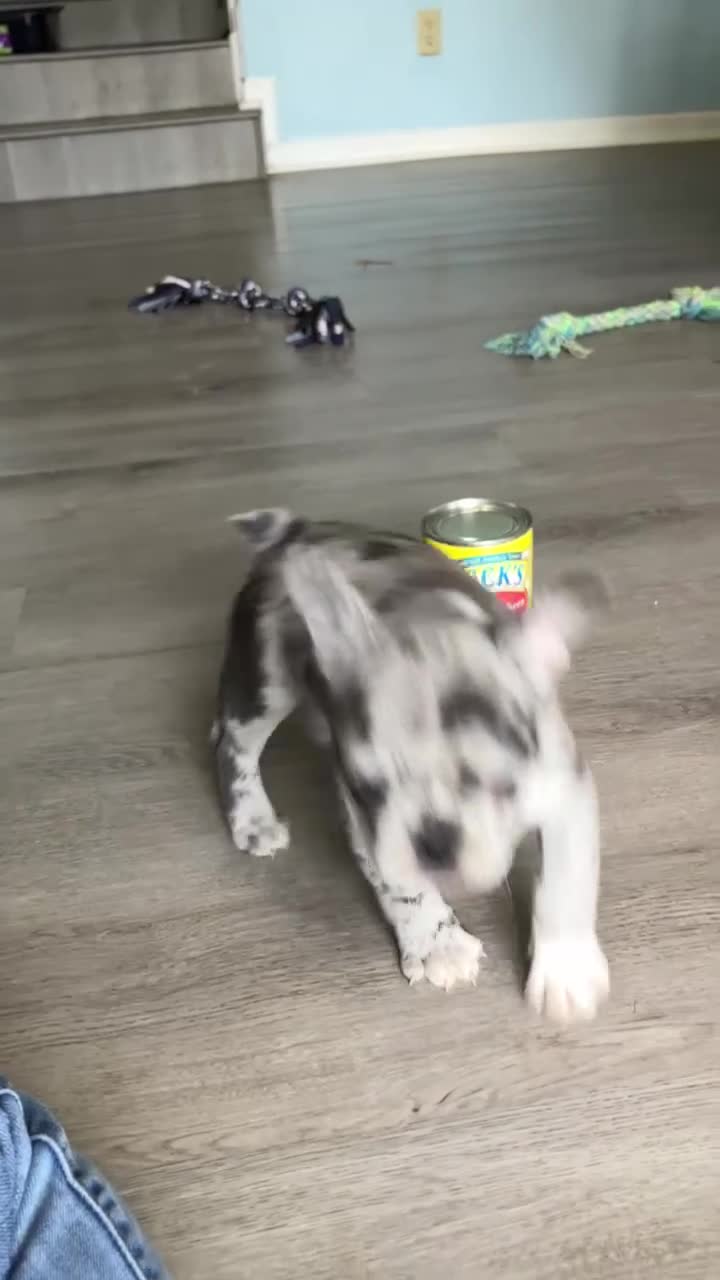 French Bulldog dogs for sale: Journey - Video 1