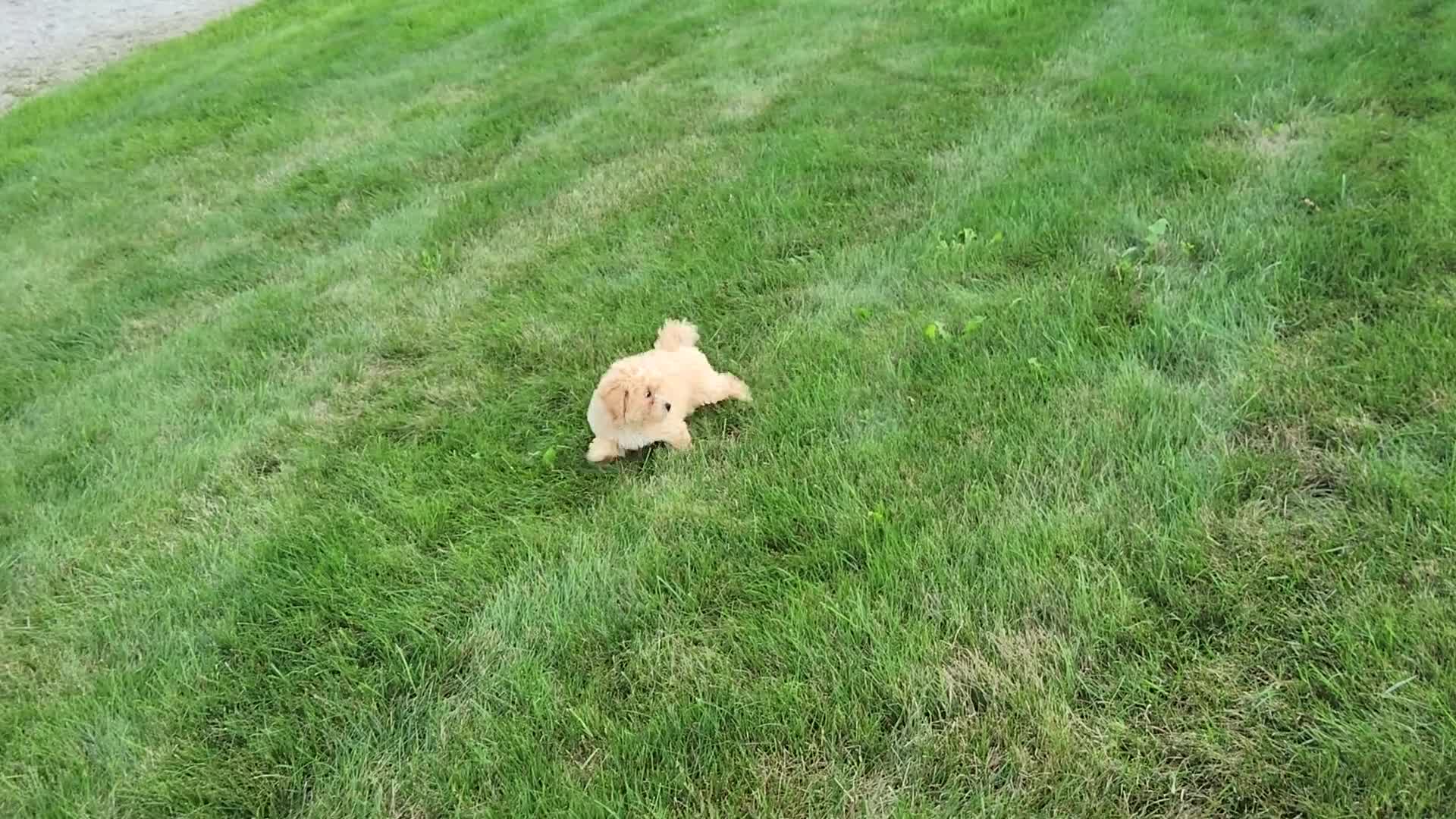 Havapoo dogs for sale: Asher - Video 1