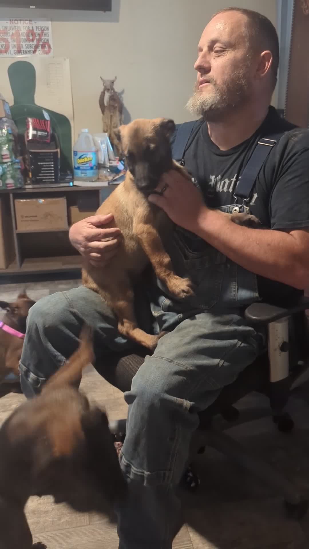 Belgian Malinois dogs for sale: Echo (orange collar) - Video 1