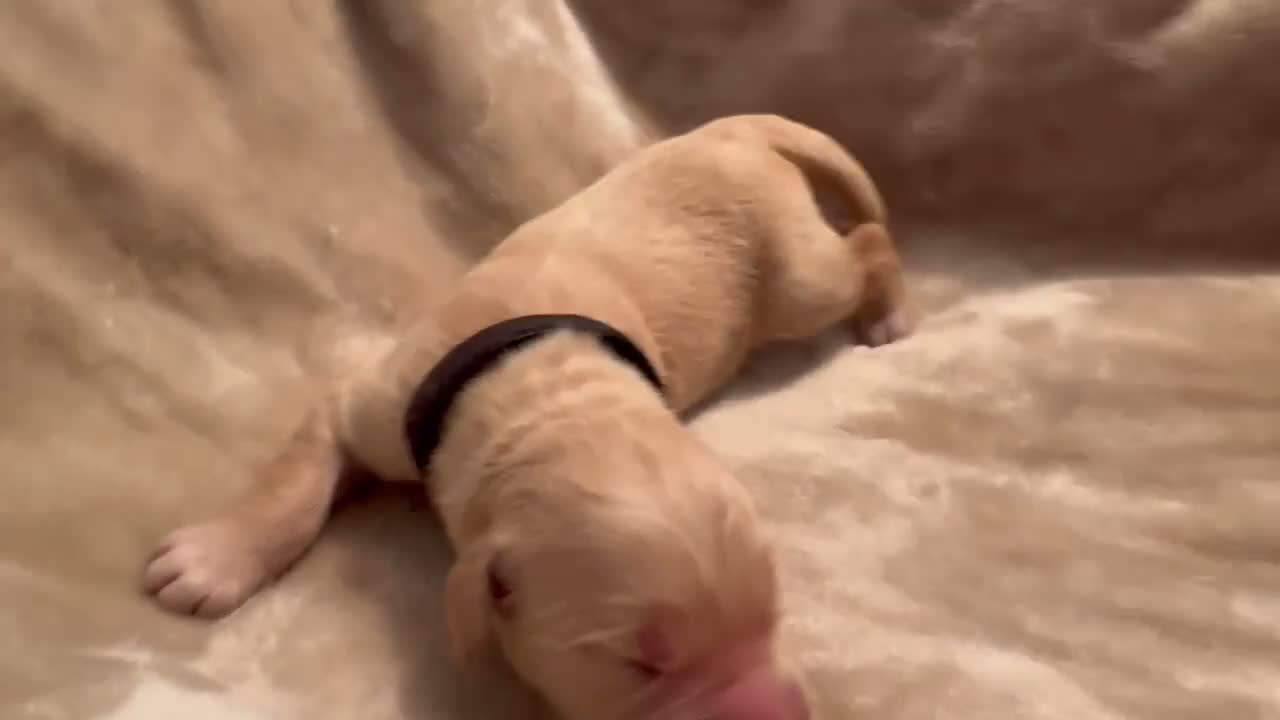 Golden Retriever dogs for sale: Golden Retriever 5 - Video 1