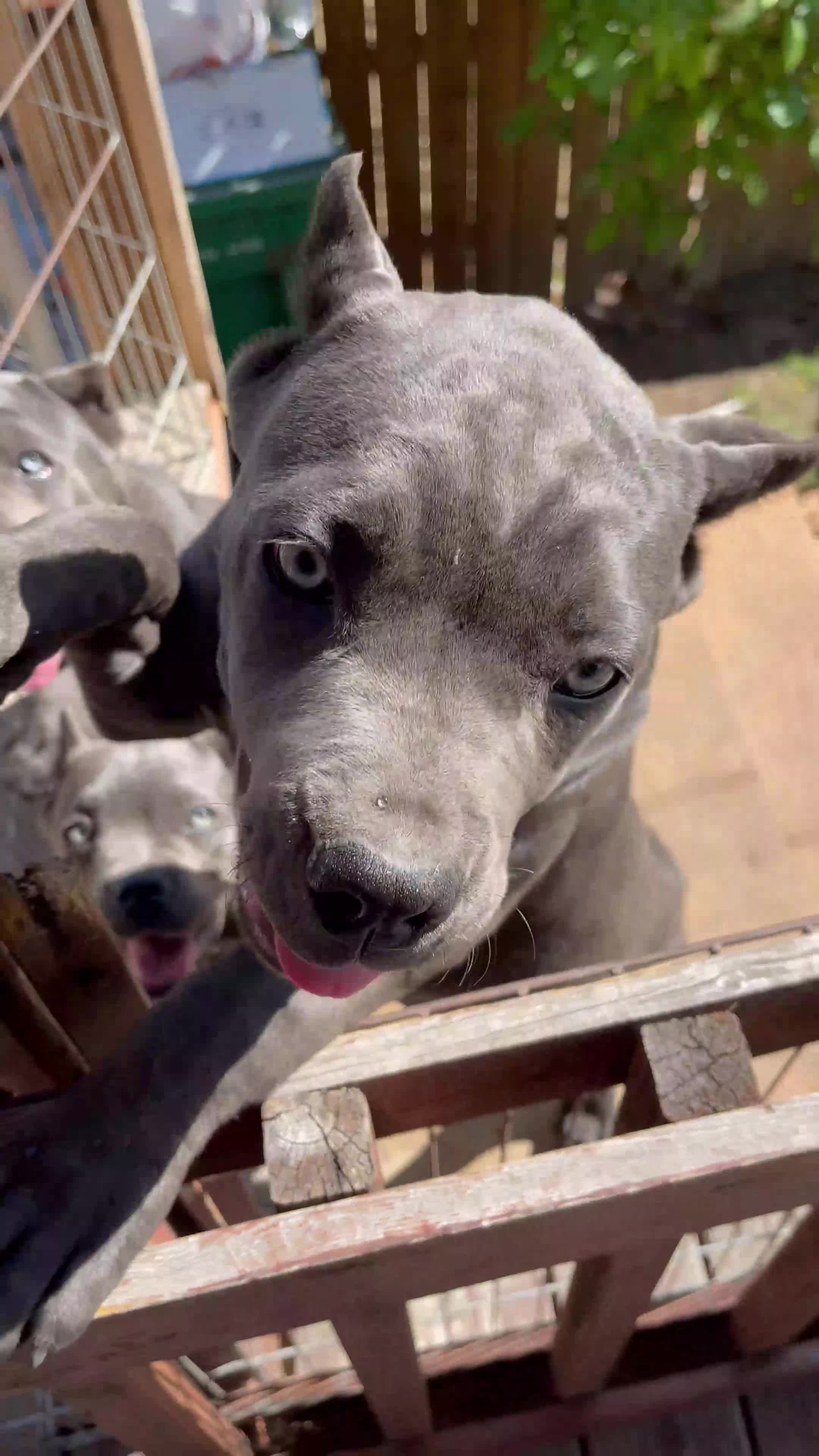 Cane Corso dogs for sale: Blue blue - Video 2