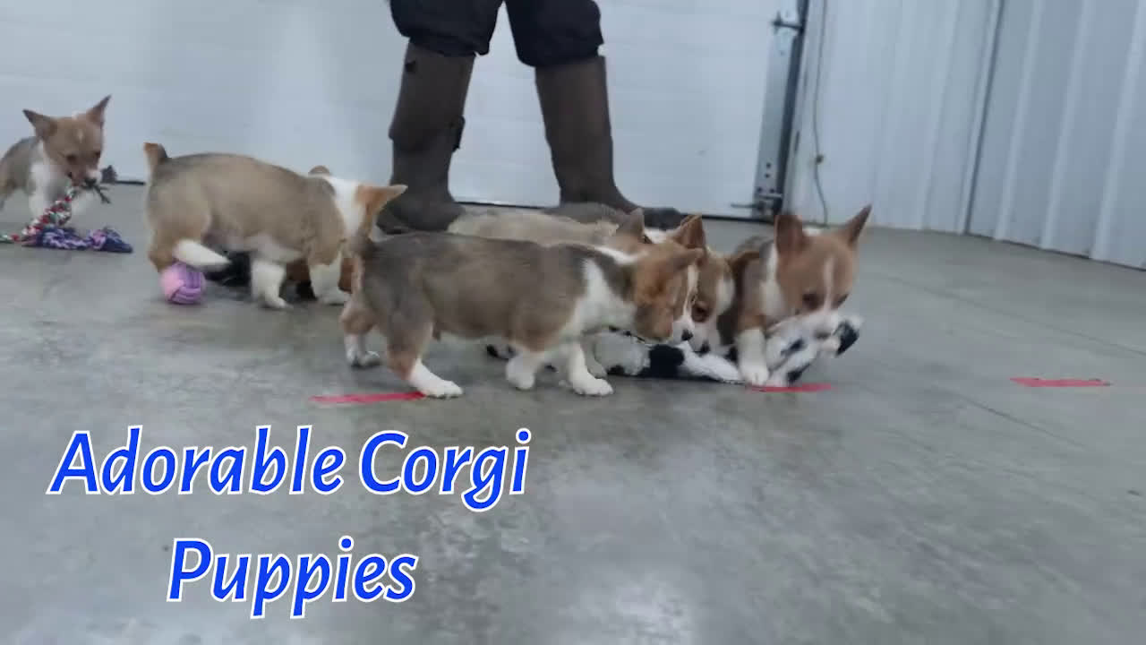 Welsh Corgi Pembroke dogs for sale: Mario - Video 1