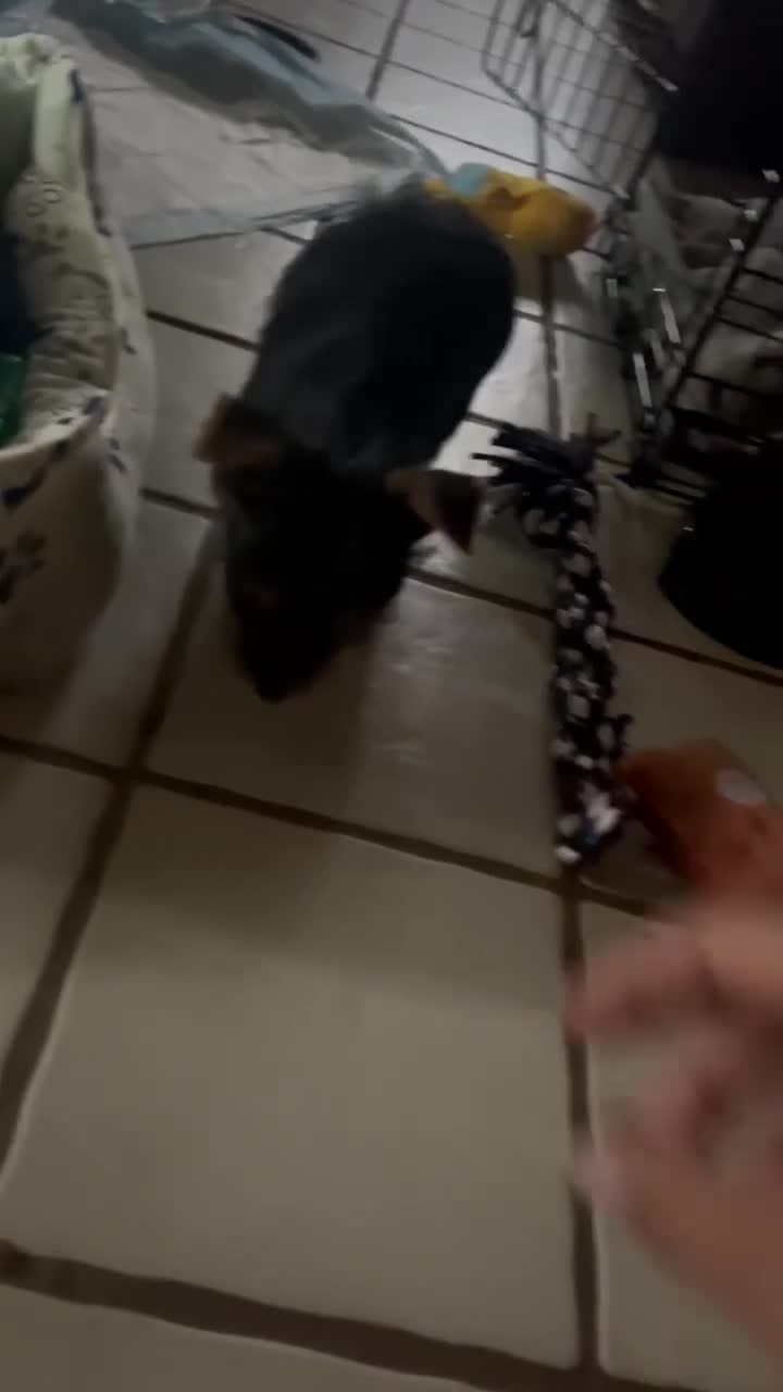 Yorkshire Terrier dogs for sale: Yorkshire Terrier Puppy 1 - Video 1
