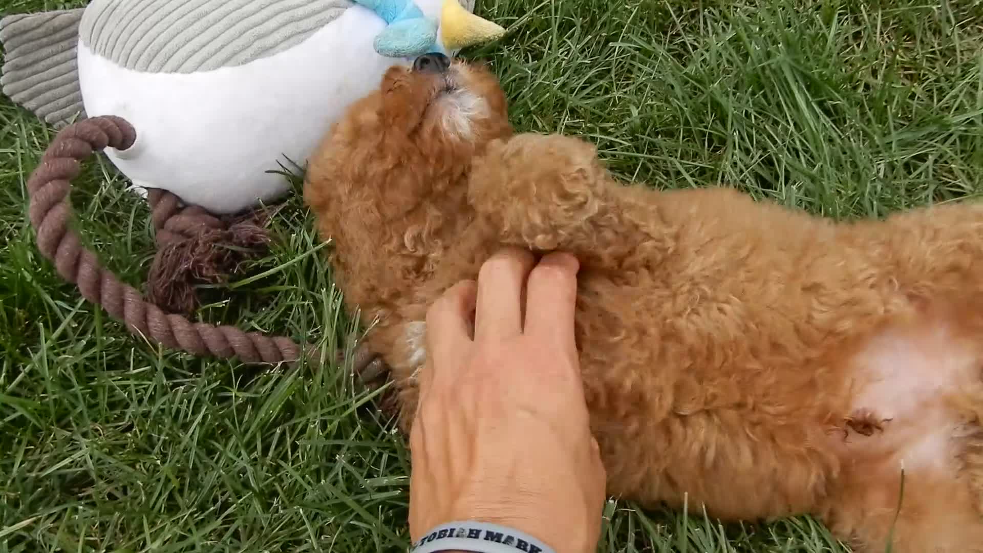 Mini Goldendoodle dogs for sale: Louie - Video 1