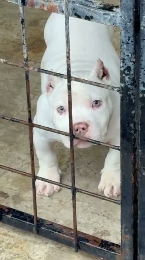 American Bully dogs for sale: American Bully 1 - Video 1