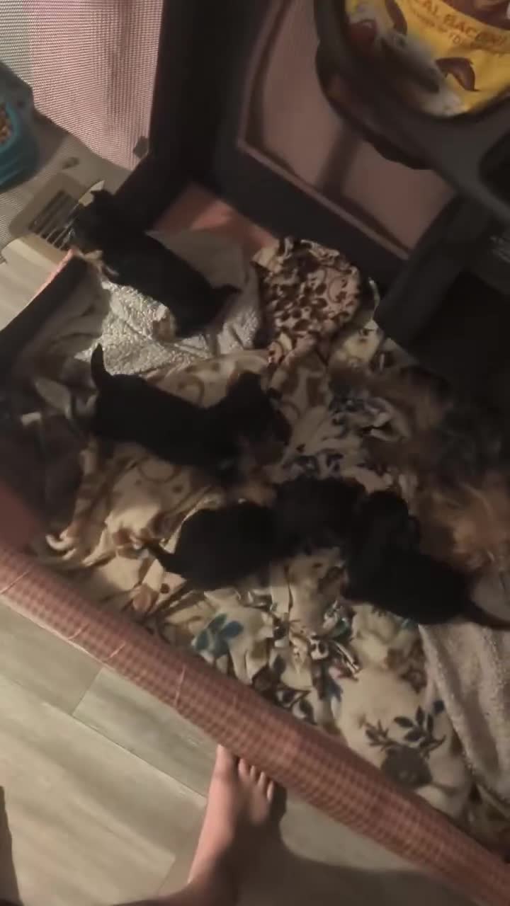 Yorkiepoo dogs for sale: Yorkiepoo 2 chunky one - Video 1