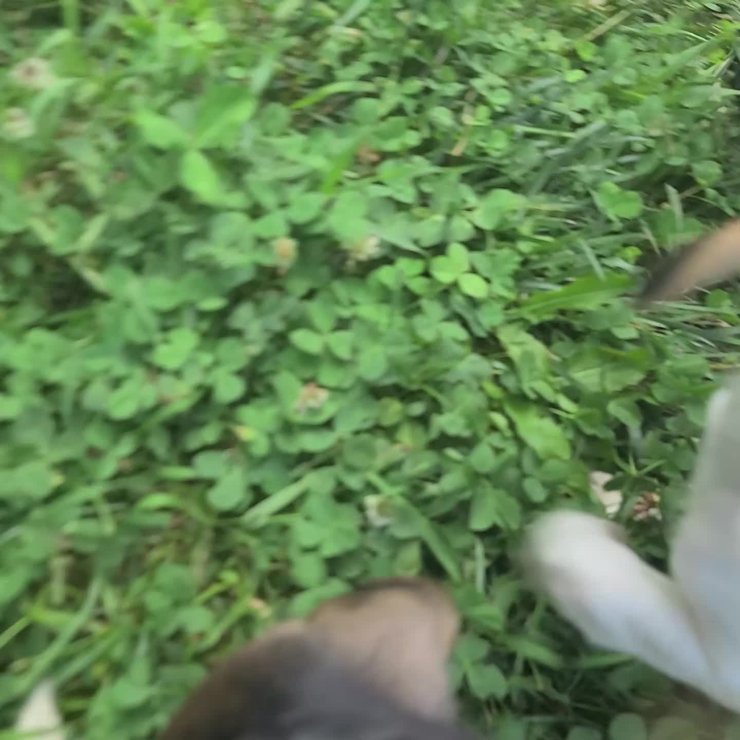 Beagle dogs for sale: Ved - Video 1