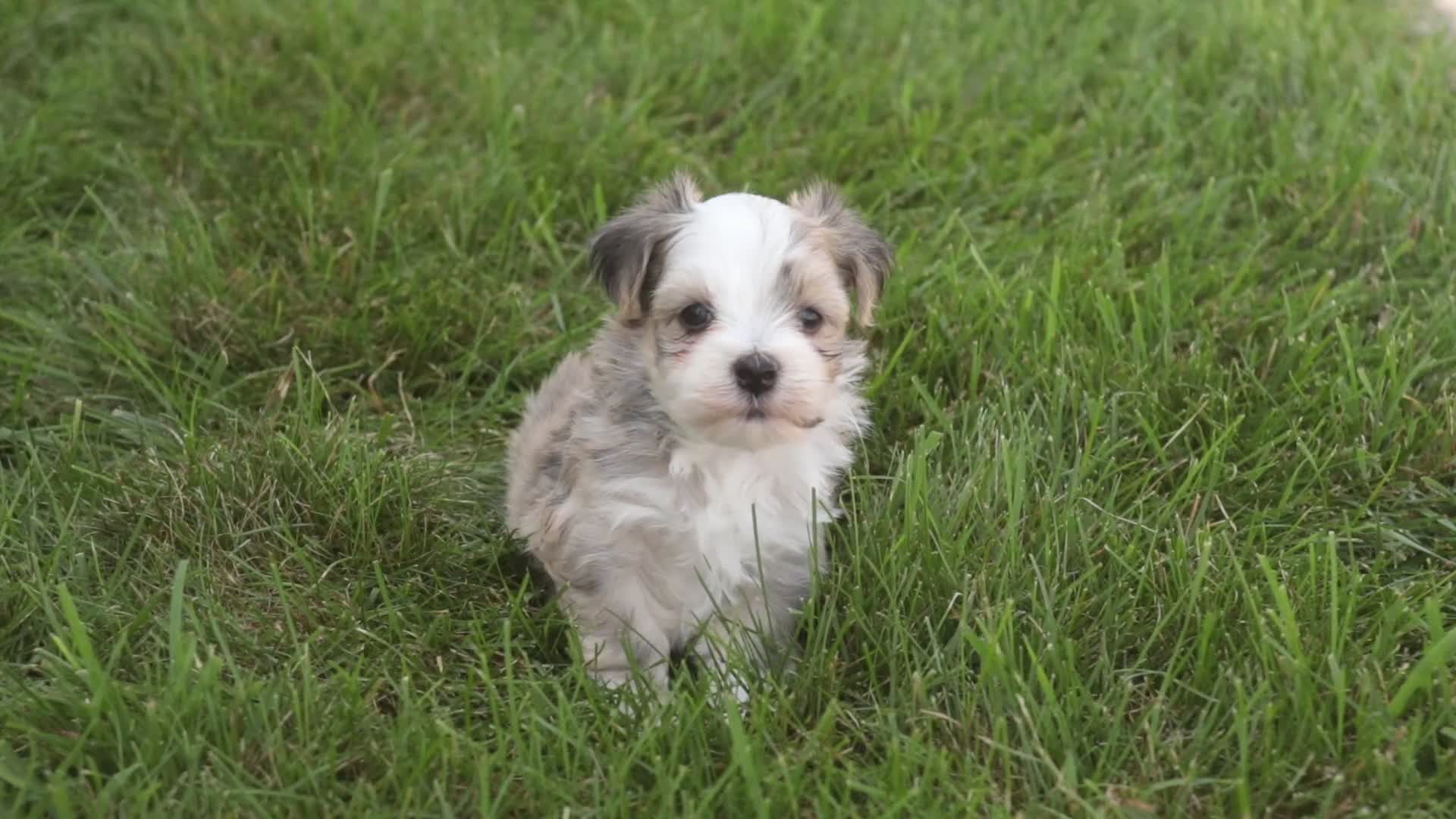 Havanese dogs for sale: Webster Havanese  - Video 2