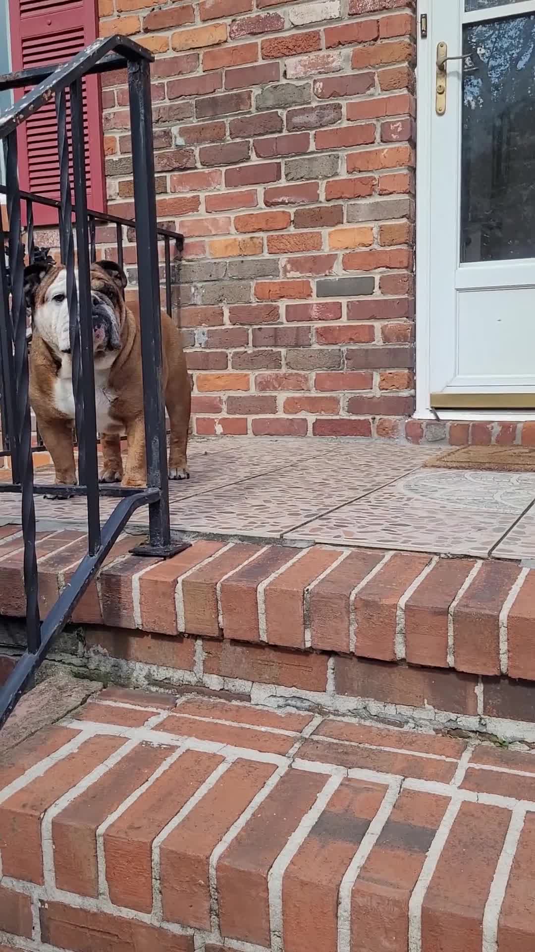 English Bulldog dogs for stud: Michelin - Video 2