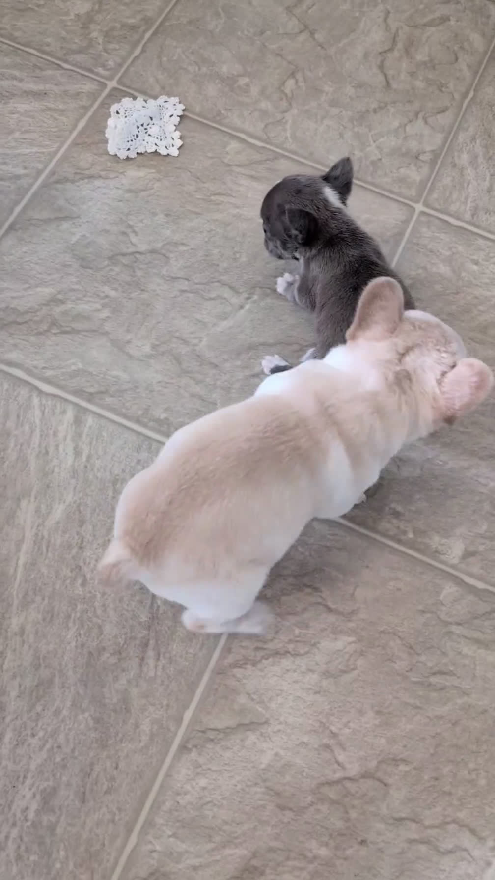French Bulldog dogs for sale: Jax - Video 2