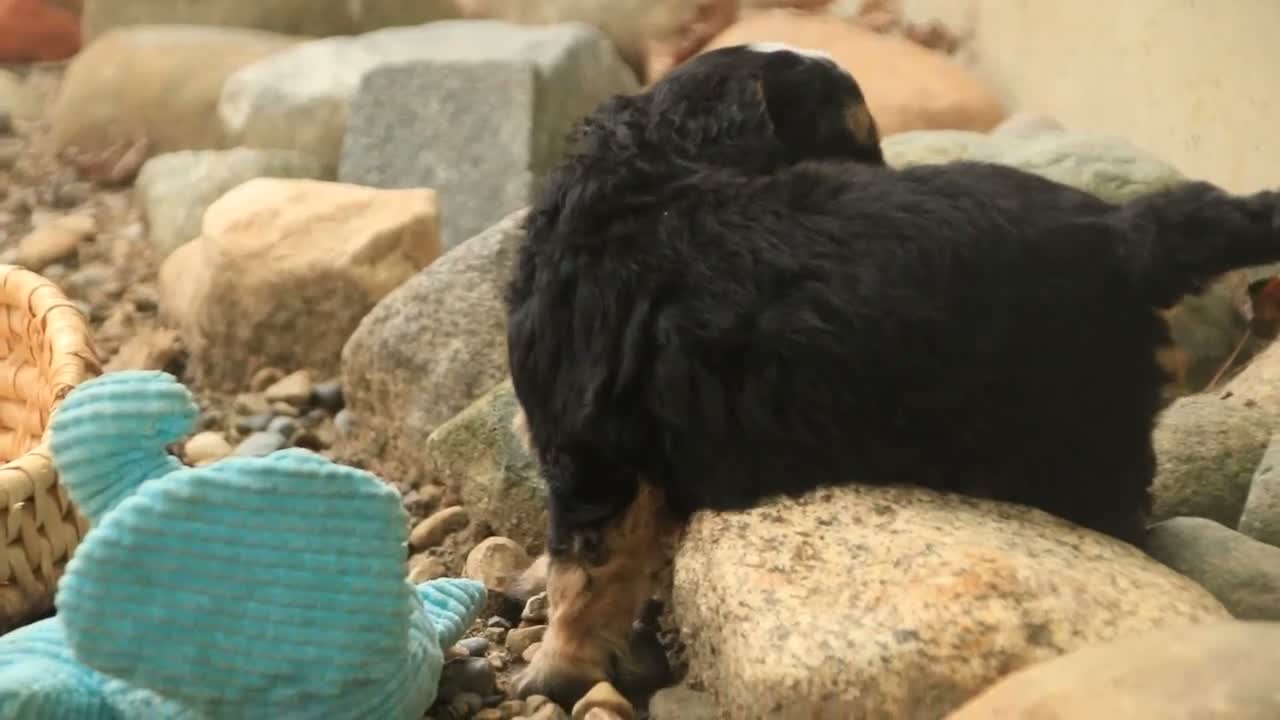 Mini Bernedoodle dogs for sale: Harvest F1 Mini Bernedoodle  - Video 7