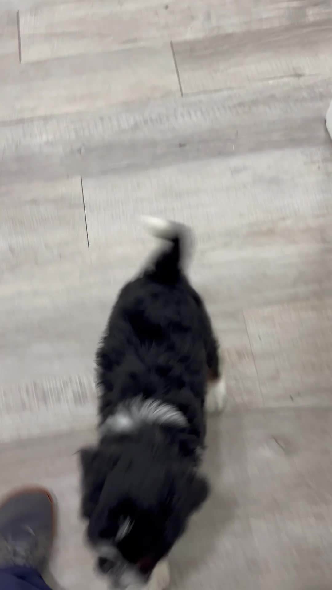Bernedoodle dogs for sale: Bunkie - Video 1