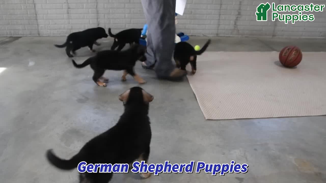 German Shepherd dogs for sale: Sasha - Video 1