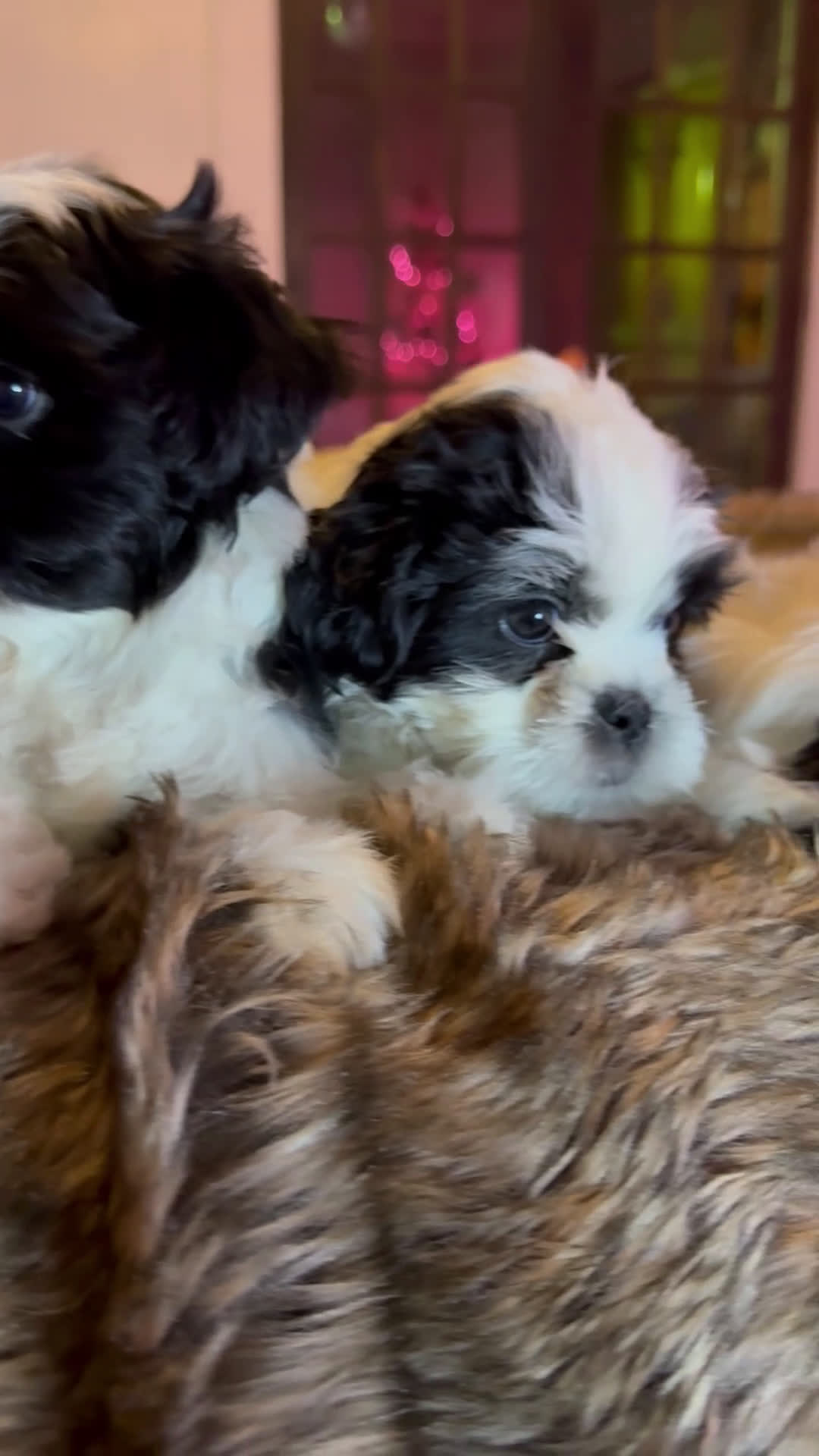 Shih Tzu dogs for sale: Shih Tzu Puppy 2 - Video 1