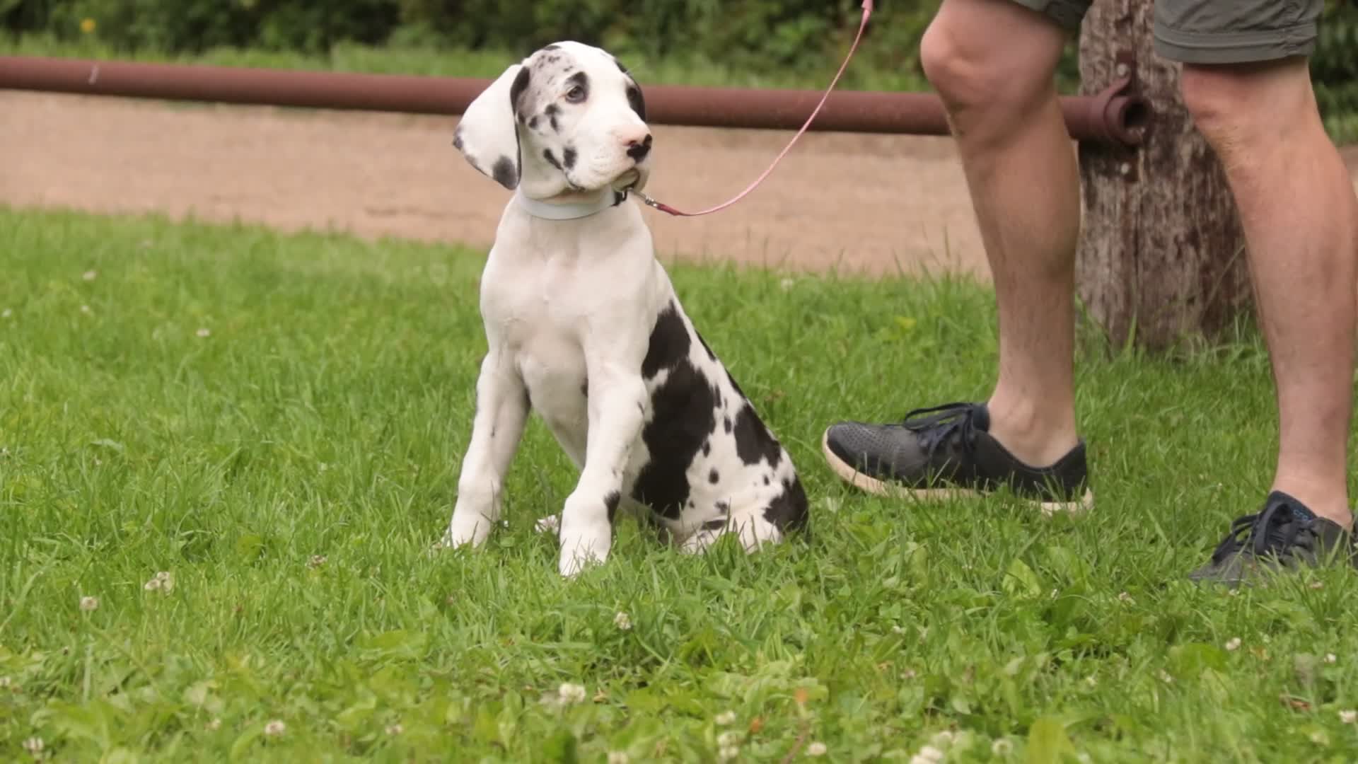 Great Dane dogs for sale: Joy - Video 1